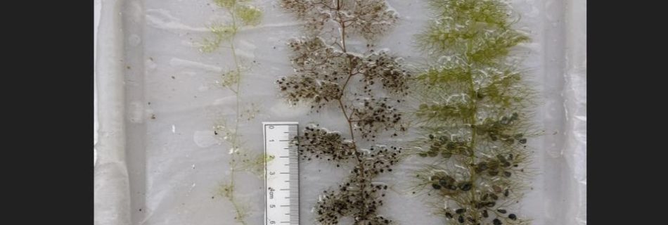 Three plant samples of bladderwort varieties