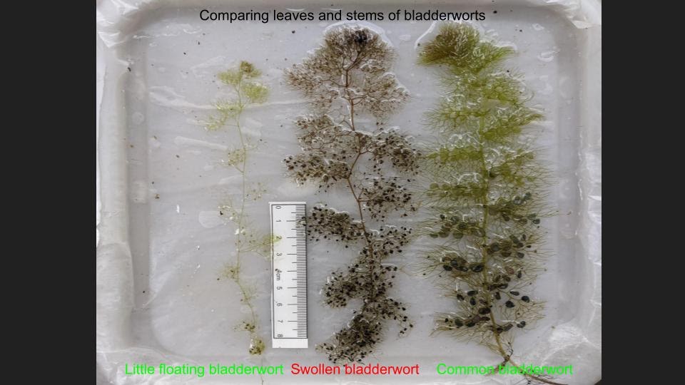 Three plant samples of bladderwort varieties